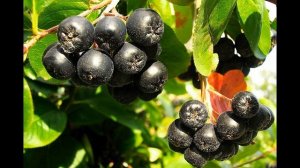 Черноплодная рябина. Полезные свойства черноплодной рябины. Что приготовить из черноплодной рябины