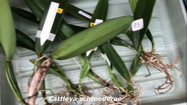ORQUIDEAS DEL VALLE Колумбия обзор полученных растений 06 04 2023 смотреть онлайн