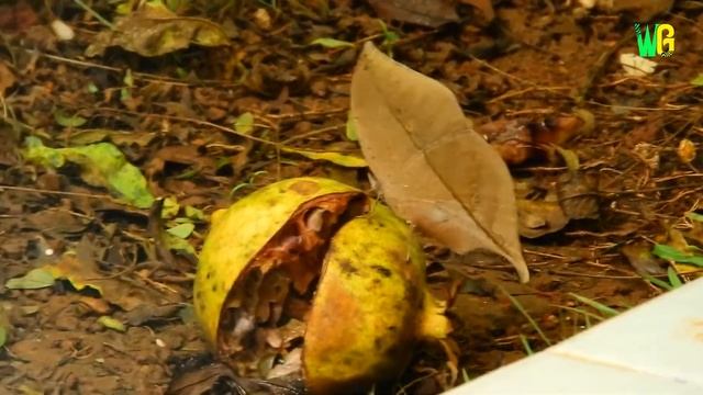 इन्हें देखकर scientist भी हैरान हैं | Invisible Animals in the World | Transparent Animals смотреть онлайн