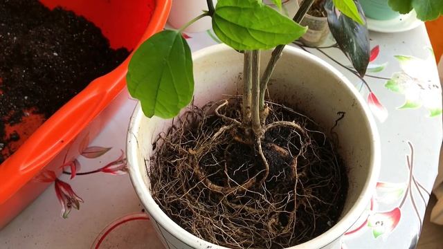 ?Летняя пересадка комнатных растений?Новый жилец❤️ смотреть онлайн