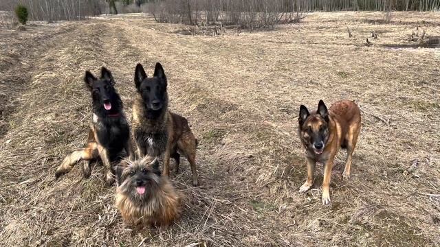 Дрессировка собак. Воспитание щенка. Отработка подзыва.