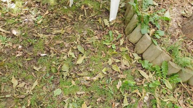 The Unique TAMARILLO Fruit - Tasting Tree Tomato смотреть онлайн