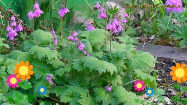 Кортуза маттиоли. Краткий обзор, описание характеристик, где купить cortusa matthioli