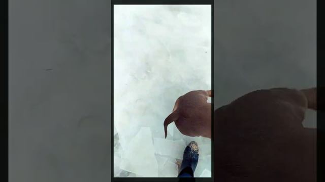 Больше видео @Pomeranian.ok наш Инстаграм. смотреть онлайн