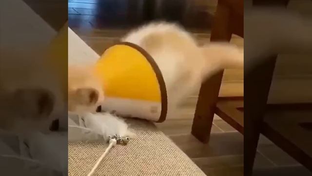 Кот неваляшка смотреть онлайн