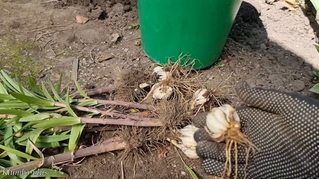 Как пересаживаю лилии на новое место смотреть онлайн