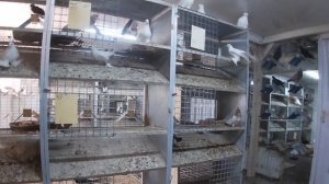 Питомник (ГОЛУБИ РОССИИ) Харлашина В.И.