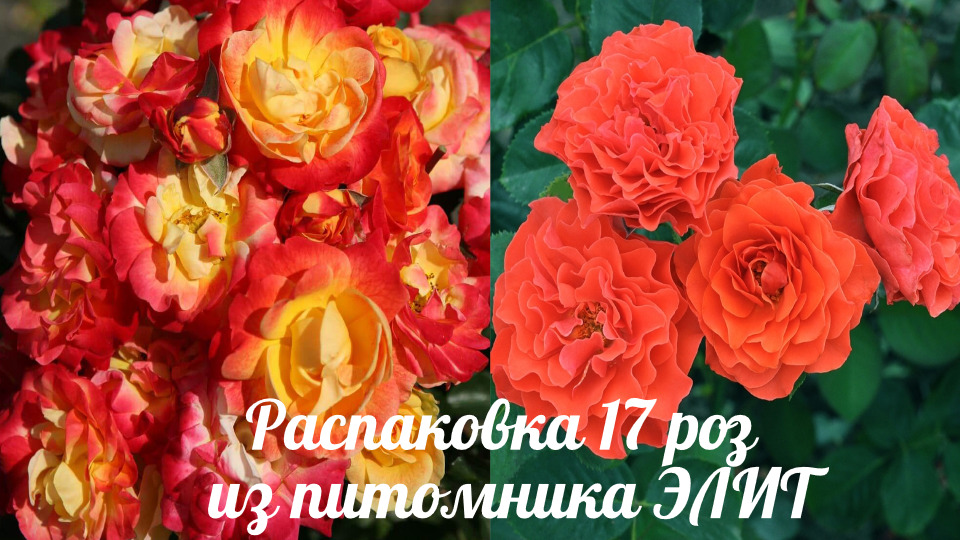 Распаковка 17 роз. Питомник ЭЛИТ смотреть онлайн