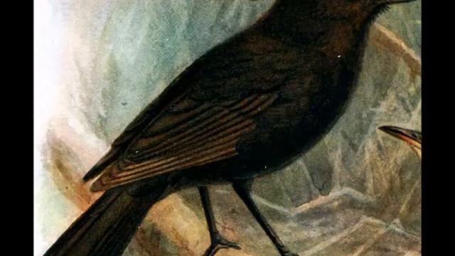 What Is The Black Robin? смотреть онлайн