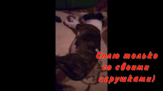 Как у меня появился бультерьер.Смотрите мою историю смотреть онлайн