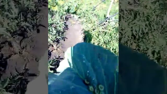 Что делать с капустными гусеницами смотреть онлайн