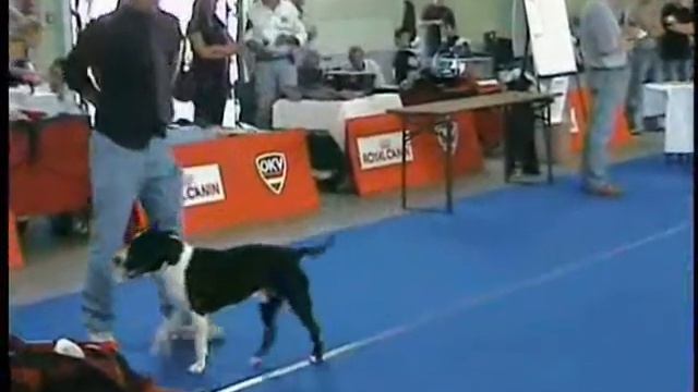 American staffordshire terrier Int. Show Oberwart (Austria) смотреть онлайн