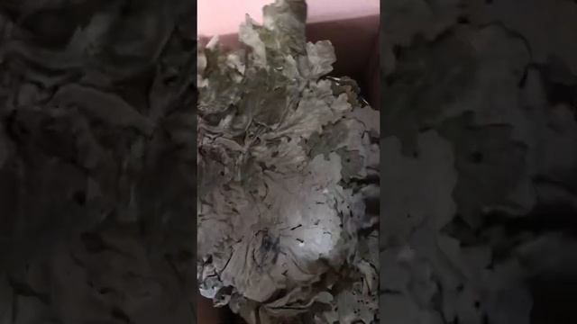 Белорусский дуб для бани и сауны смотреть онлайн