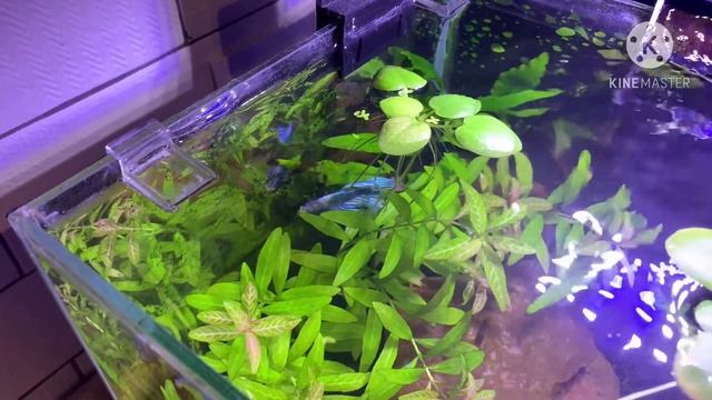 Сиамский петушок в 15 литровом аквариуме (заселение). Отчёт по орхидее. смотреть онлайн