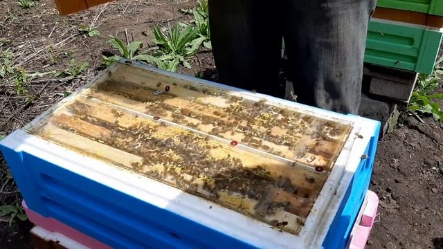 Формирование отводков в проданных 6-рамочниках. 11.05.2020 смотреть онлайн