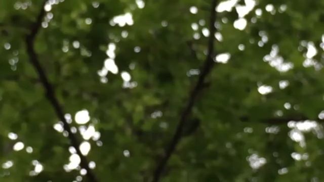 2016/12/07 Liquidambar formosana 楓香樹，仙跡岩 5 смотреть онлайн