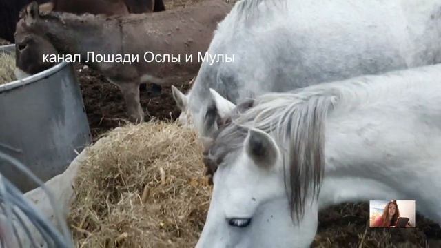 про лошадь по кличке КАРЮХА Алексеев Михаил 1967 смотреть онлайн