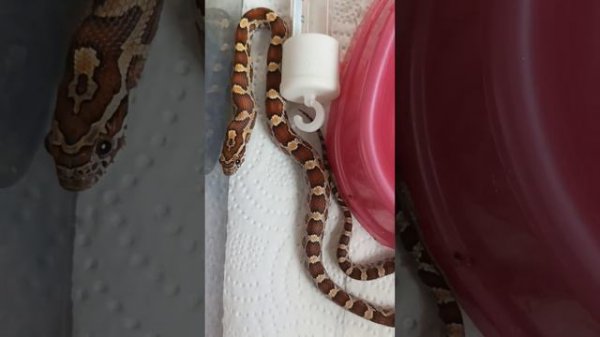 Маисовый полоз ест мышь