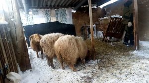 Как содержать овец зимой без сарая, ягнёнок начинает пробовать сено #овцы #бараны