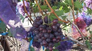 Виноград Заря Несветая. 19.08.19.