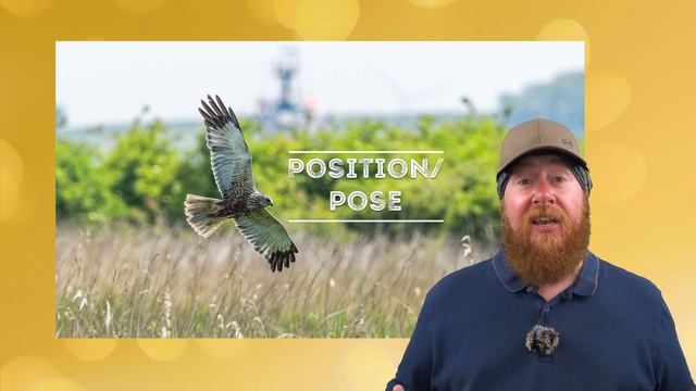 Your bird in flight photos reviewed: Walks With You Episode 2 смотреть онлайн