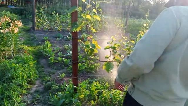 Ридомил голд виноград и Тиовит джет. Видео применение! смотреть онлайн