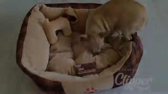 ЛЕЖАК (ЛЕЖАНКА) ДЛЯ СОБАК С ИГРУШКОЙ «Собачка» VIP-DOG.COM Интернет магазин для собак смотреть онлайн