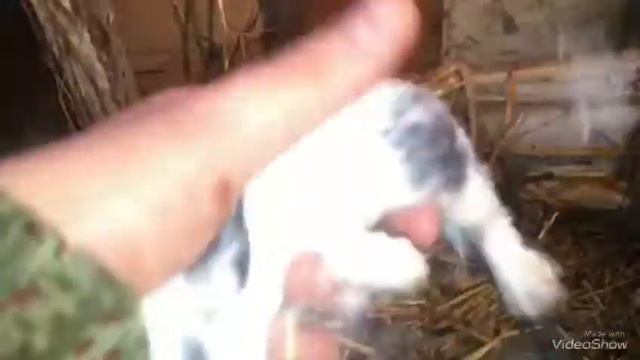 Моя крольчиха породы бабочка и её крольчата!!! смотреть онлайн