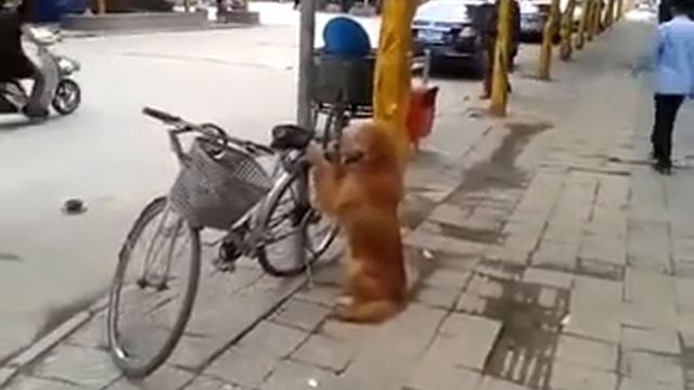 Умный пёс/very smart dog смотреть онлайн
