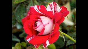 Jardin de Roses 2016