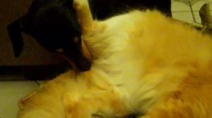 Собачка чистит кота.Dog is cleaning cat.狗洗貓。개는 고양이를 청소합니다.