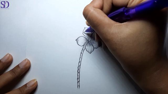 How to Draw Plumeria Flower / Pencil Sketch смотреть онлайн