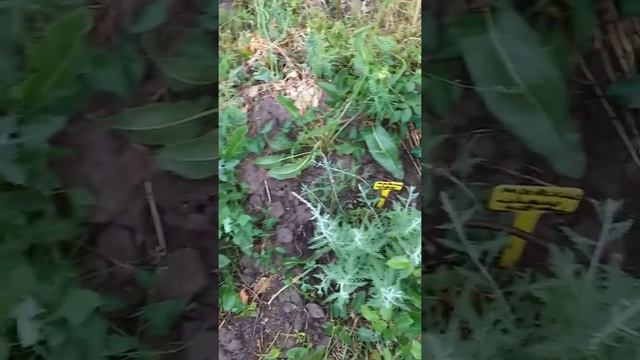 Бархатцы Антигуа Голд, низкорослые гиганты смотреть онлайн