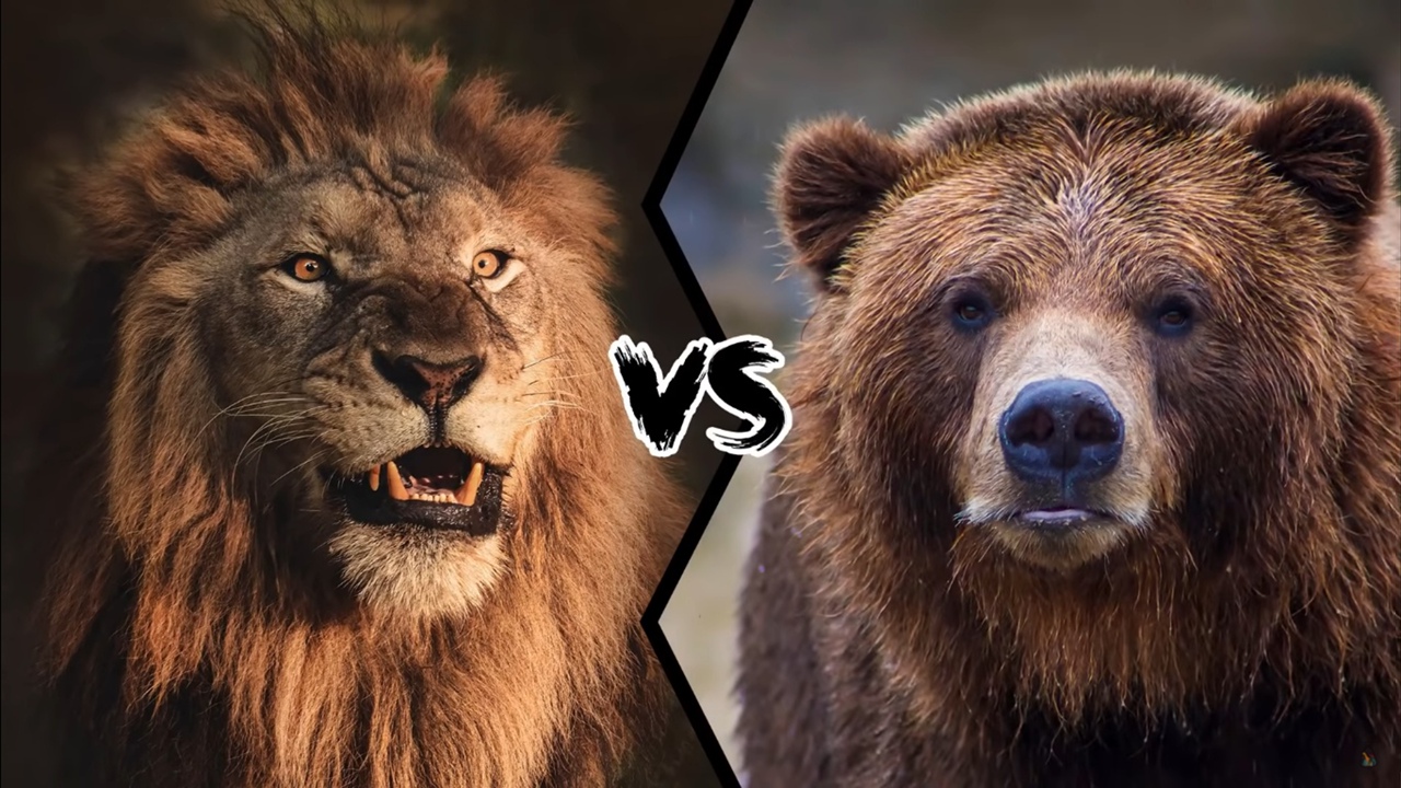 БУРЫЙ МЕДВЕДЬ ПРОТИВ ЛЬВА смотреть онлайн