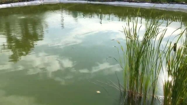 ПРУДУ 1,5 ГОДА. ВОДОЁМ НА ДАЧЕ. ШИКАРНЫЙ ПРУД. ПРУД С ПЛЕНКОЙ!выкопанный пруд! смотреть онлайн