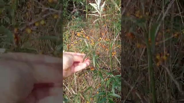Утро 24 Сентября. Бег, закаливание в реке и турник. смотреть онлайн