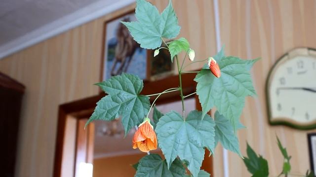 Абутилон - комнатный клён. [Надежда и Мир] смотреть онлайн