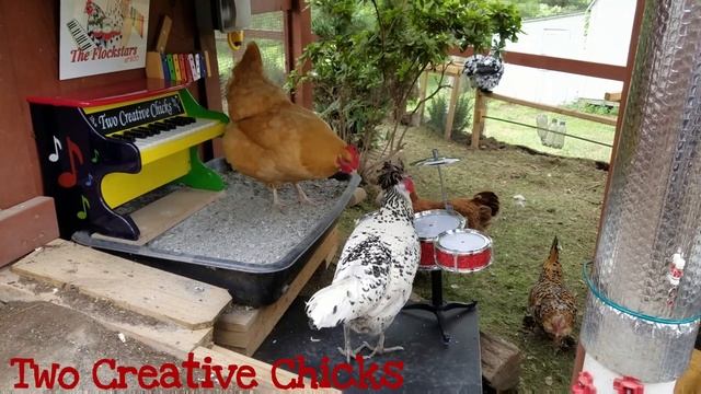 Punk Rock Chicken Plays Drum Solo смотреть онлайн