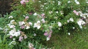 спирея ширабана