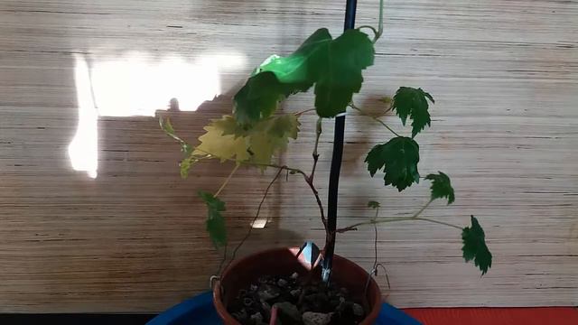 Бонсай из винограда. Формировка веток Bonsai made from grapes. Branch Formation смотреть онлайн