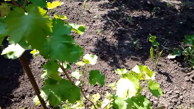 Ясная и солнечная погода #28мая #2023год #+21° #голубоенебо #тепло #солнечныйдень #солнечно #солнце смотреть онлайн