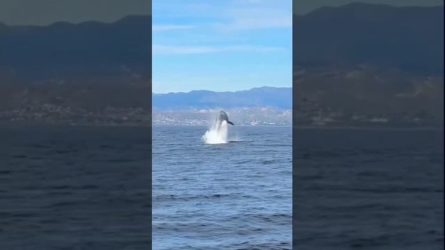Absolute orca madness‼️ #sea #orca смотреть онлайн