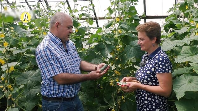 Огурцы растут пучками и гирляндами! Гибрид Пучковое Очарование смотреть онлайн