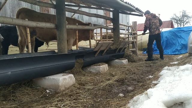 Съездил район Откорм бычков на мясо смотреть онлайн