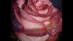 Твой день рождения - Поздравляет Коля Басков