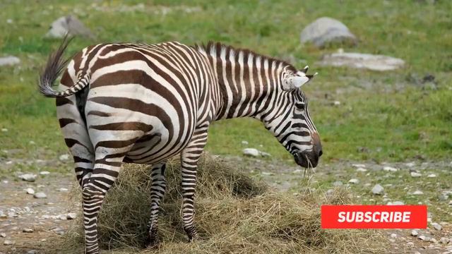 Zoo Animals Jump The Tub - Elephant Cow Horse Tiger Camel Lion Duck Dinosaur Zebra Eagle Cat. смотреть онлайн