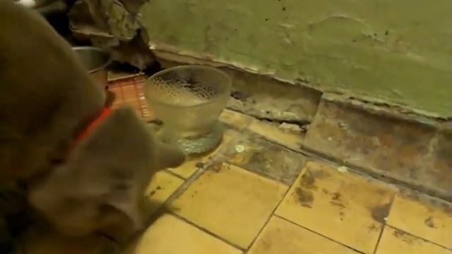 жесть.. как кошка ест..)) смотреть онлайн