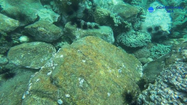 КОРАЛЛОВЫЕ РИФЫ СИАМСКОГО ЗАЛИВА. СНОРКЕЛИНГ #snorkeling