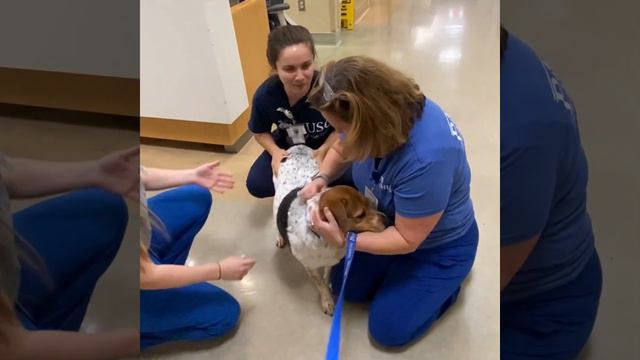 A day of pet therapy at MUSC with Therapy Dog Annie смотреть онлайн