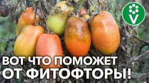 ВАШИ ТОМАТЫ НЕ ЗАБЕРЕТ ФИТОФТОРА, если сделаете так!
